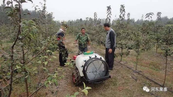 果树喷药,施叶面肥和补钙应该注意的问题