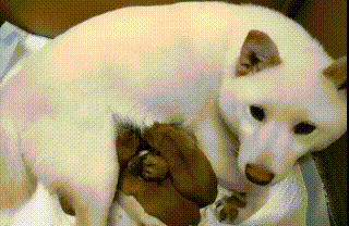 我想说,并不是每一位主人都会那么幸运,在狗狗被偷后都能及时找回,丢