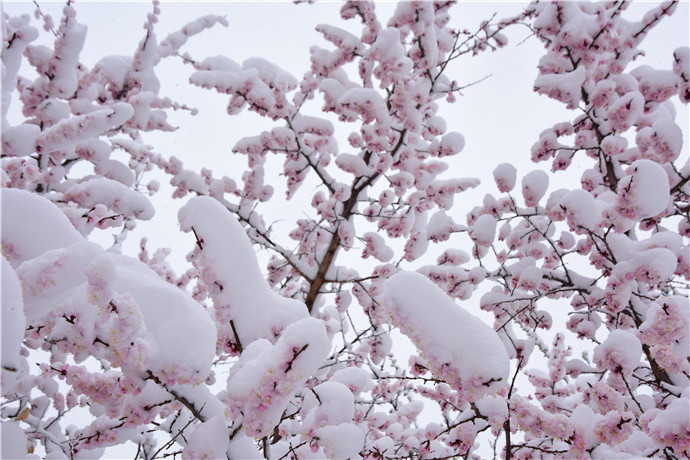 谷雨瑞雪飘白城,雪压枝头花更俏