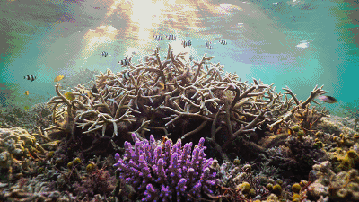 时不管我们去到的海洋多么偏摄影师总能看到塑料—