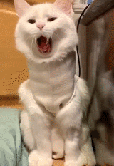 猫打哈欠,还会跨物种传染