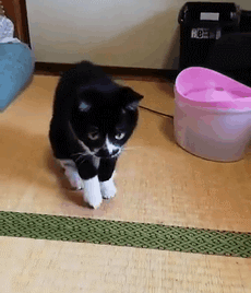 众所周知,猫和尾巴是分开的两种生物,而这一点在奶牛猫身上多次得到