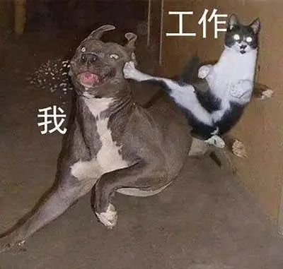 表情包:受伤的总是我