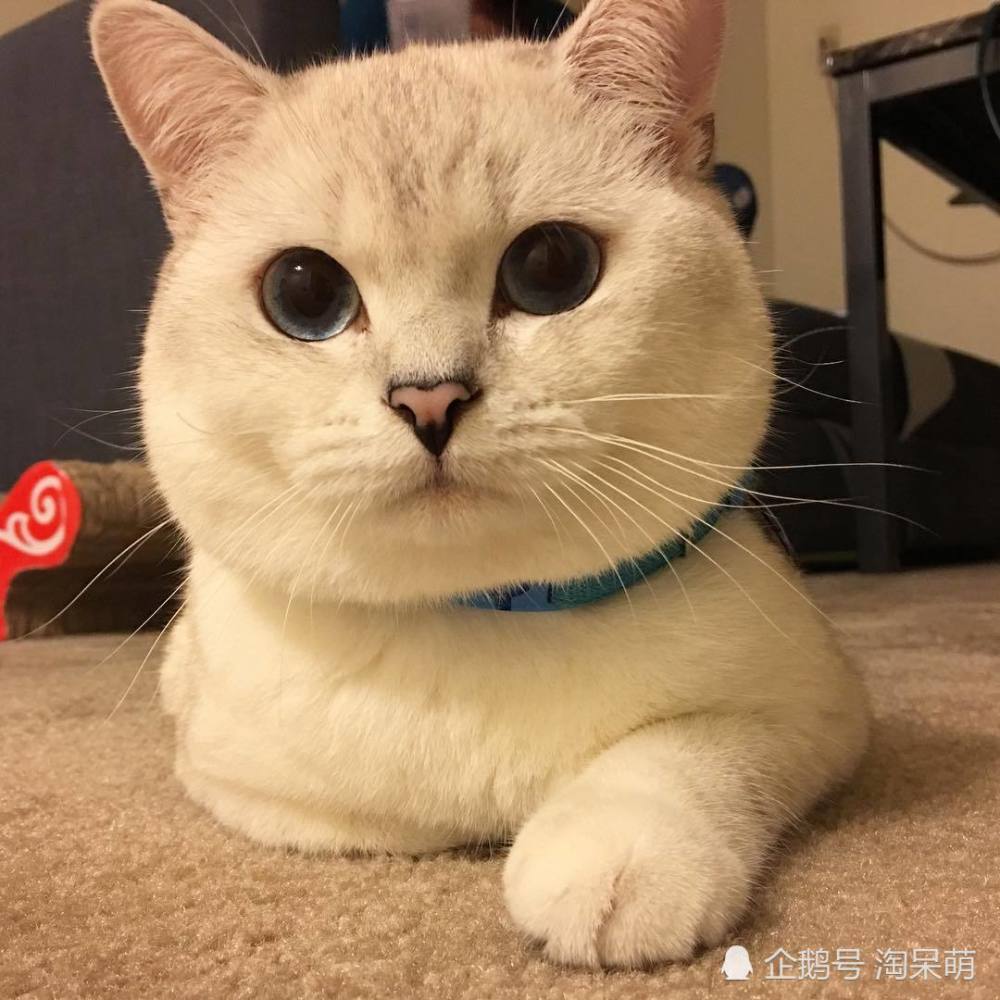 银渐层,喵星人,猫咪,小可爱,淘呆萌