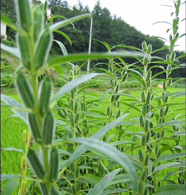 节目,芥末,芝麻,腰果,树木