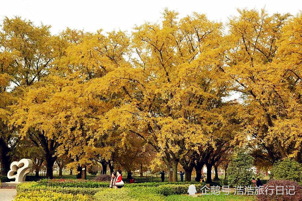 古银杏群落森林公园