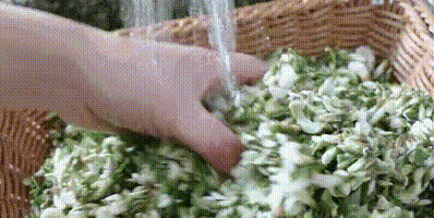 没有开的槐花其实是一味中药,快来试试!