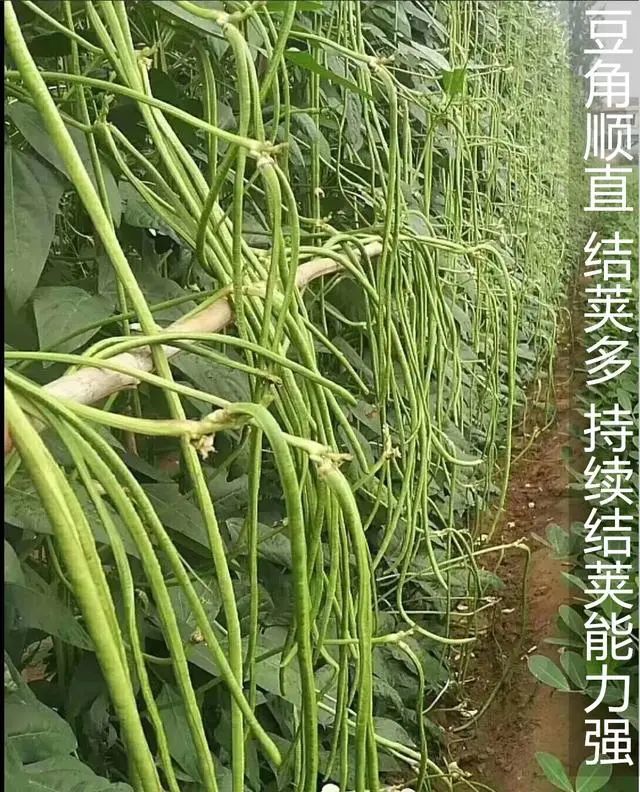 豆角种植的这些小窍门,很多人不清楚,农民:早点知道就好了