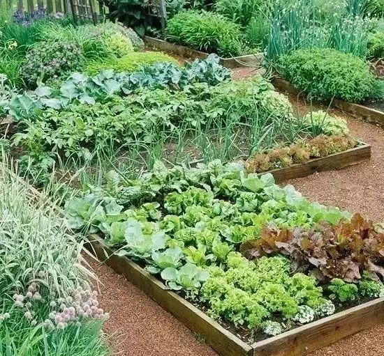 自己设计一个完美种菜的院子