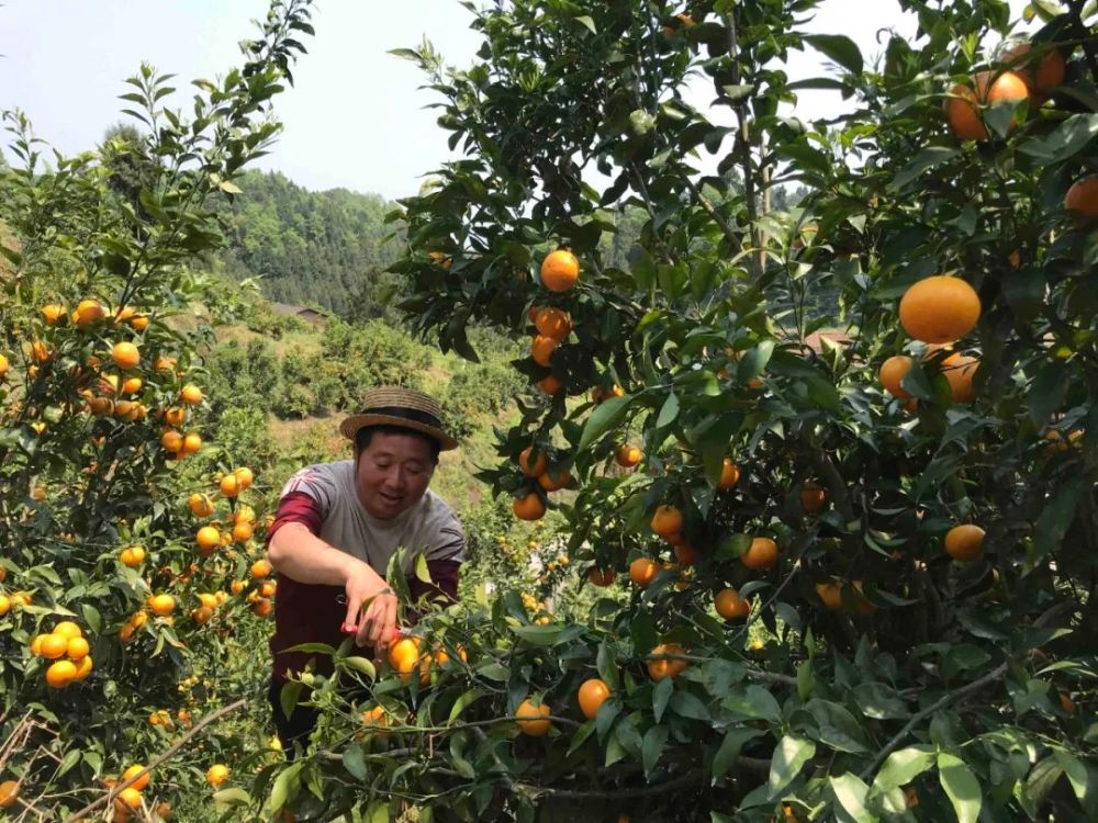 沃柑树上结出"致富果",万州这个村富起来了!