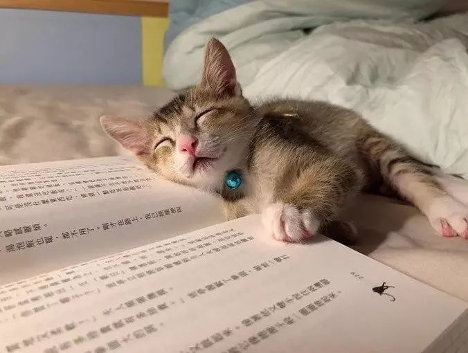 每次一看书就困成小猫咪