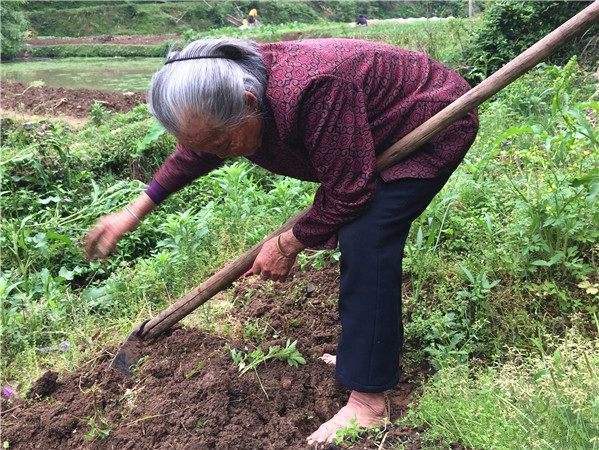 在农村,现在依然有很多七八十岁老人下地种田,你怎么看?