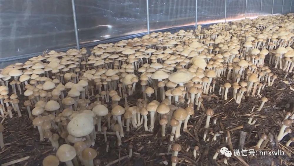 芦苇,沅江,食用菌,大球盖菇,大棚