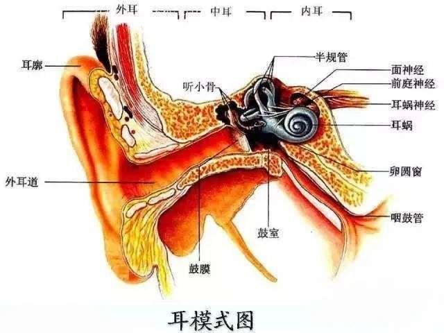 前庭系统,前庭神经,前庭觉