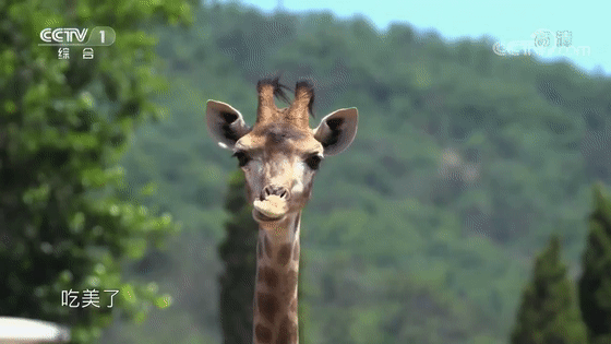 长颈鹿生存秘籍,了解一下