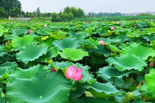 仙桃,美丽乡村建设,古街,排湖风景区