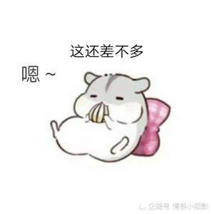 仓鼠表情包:老婆,不要难过啦,抱抱!