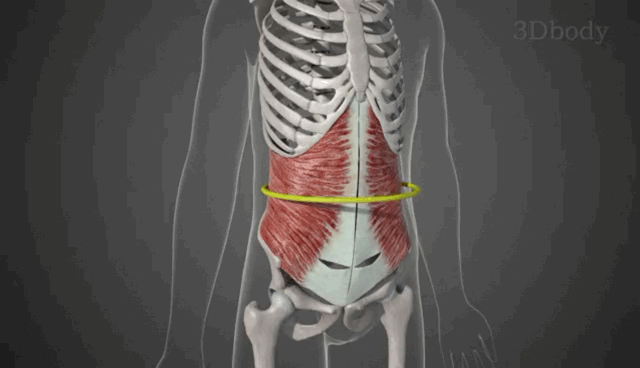 椅子姿势——腹横肌的激活 起点:下位6肋软骨内面,胸腰筋膜,髂嵴,腹
