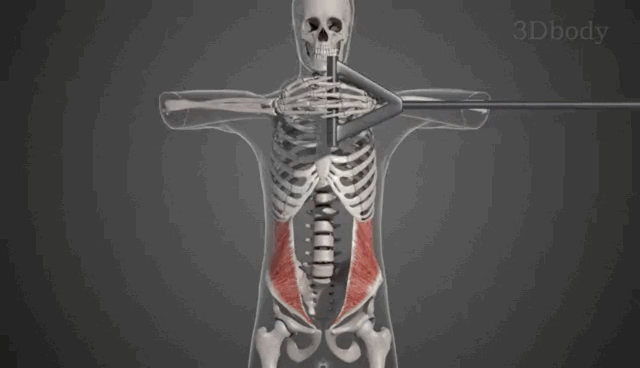 起点:胸腰筋膜,髂嵴,腹股沟韧带外侧1/2 止点:借腱膜止于白线和下3肋