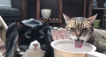 猫尿团 成年人拳头大小,每天3~6个 快快对照一下, 你家猫有没有达标!