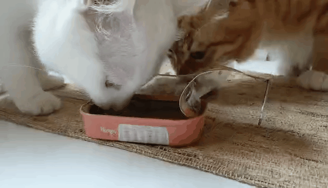 猫咪,猫粮