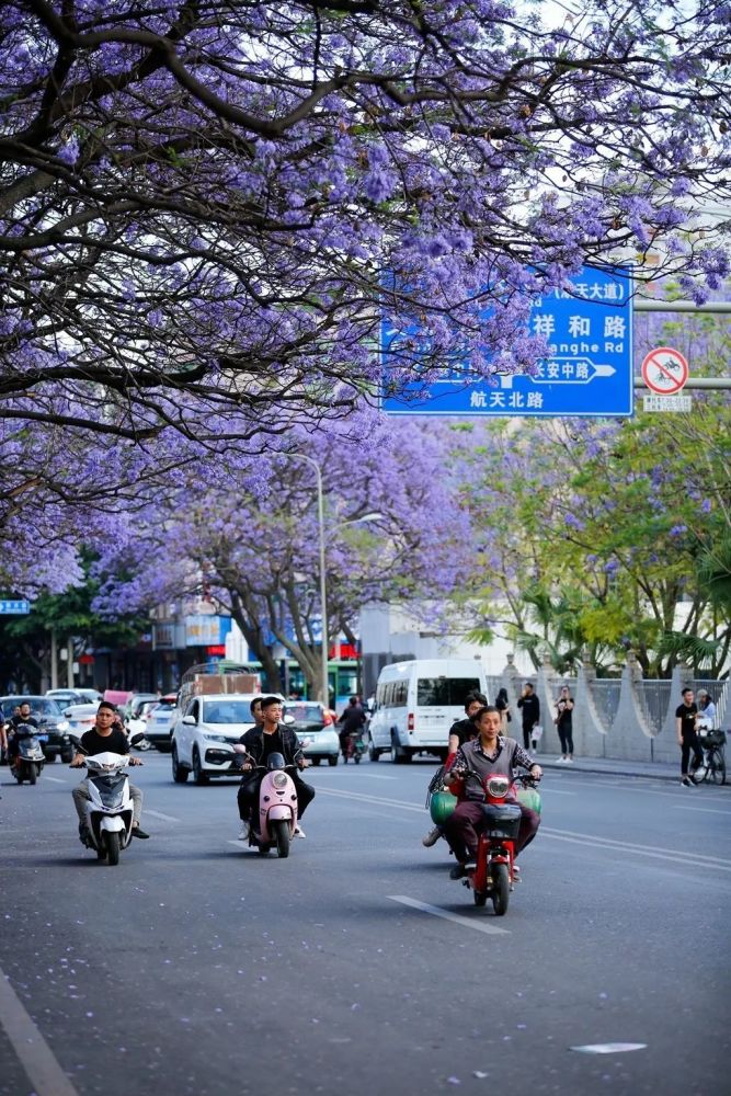 西昌,三角梅,买锐,蓝花楹,冷文浩,邛海