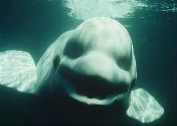 深海恐惧有科学依据?以下5张深海图片,看完后你感觉如何?