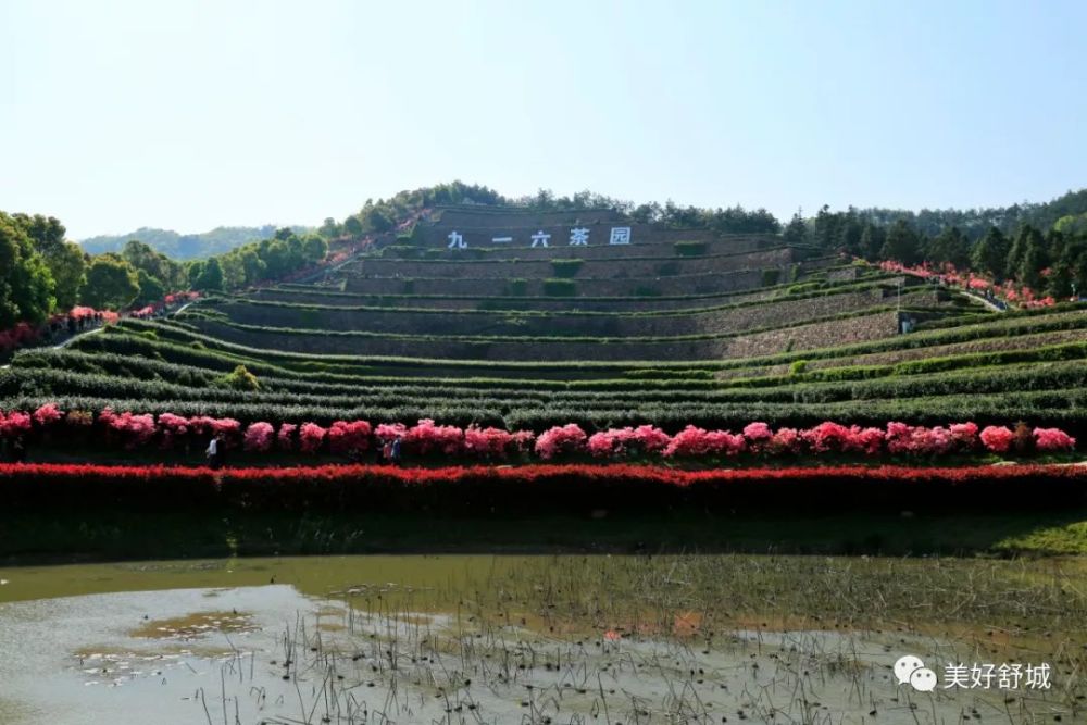 舒城:印象中国最美茶园——"九一六"茶园