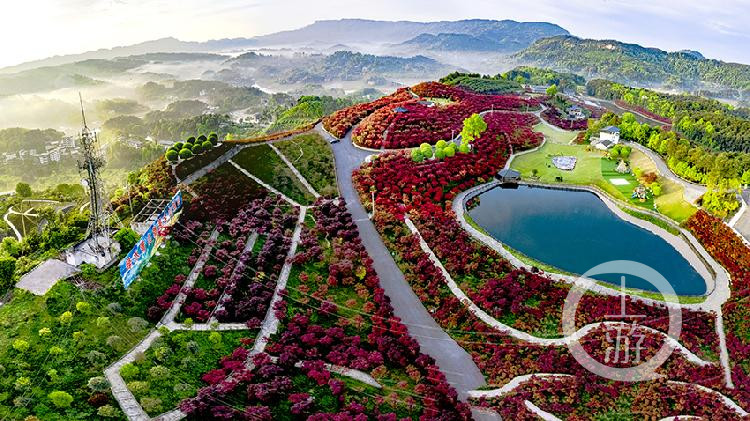 《一夜春风醉春枫》 周凯文 摄于巴南南湖多彩植物园