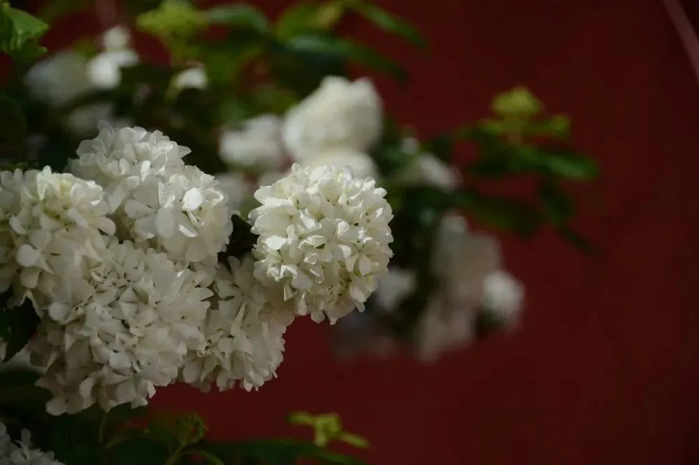 绣球荚蒾,琼花,扬州
