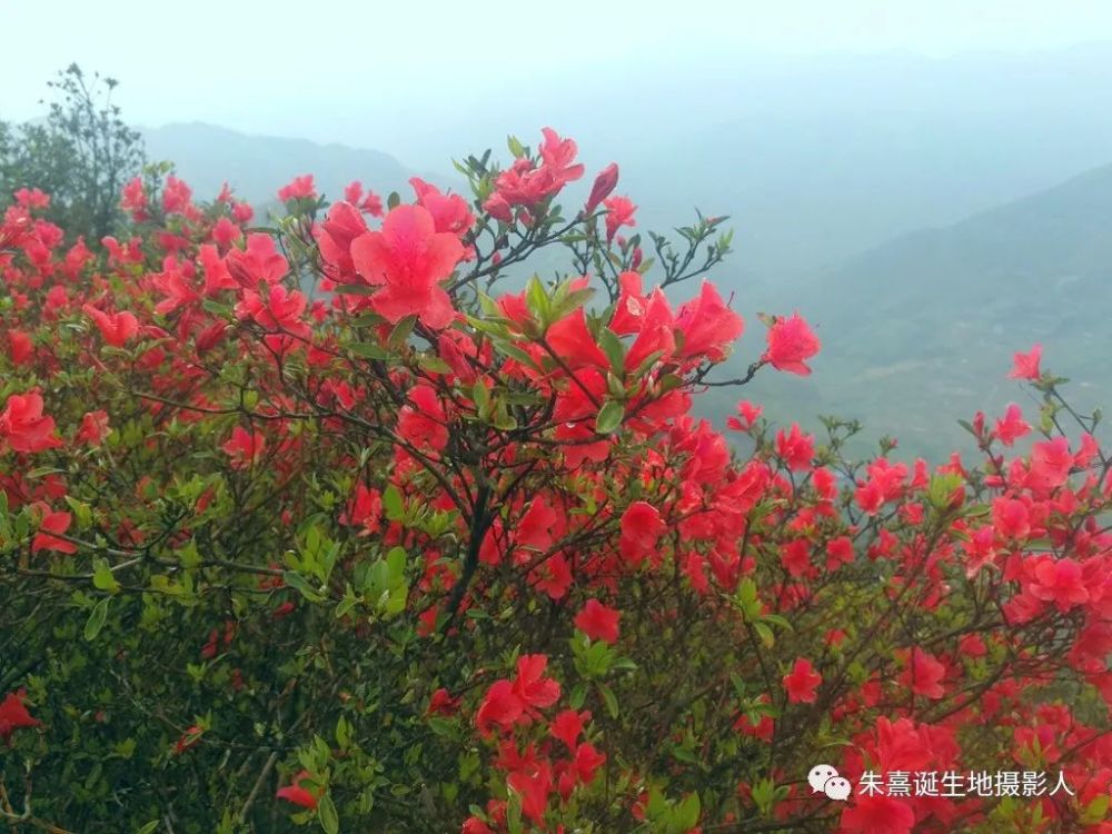 人间四月芳菲尽,三明的第一波杜鹃花这里先开为敬