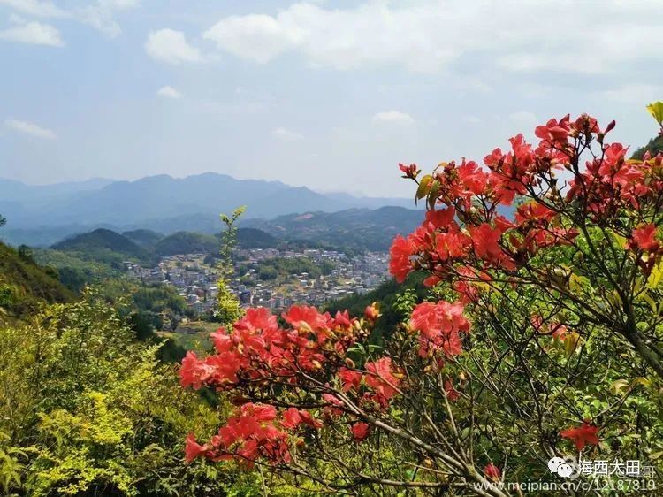 人间四月芳菲尽,三明的第一波杜鹃花这里先开为敬