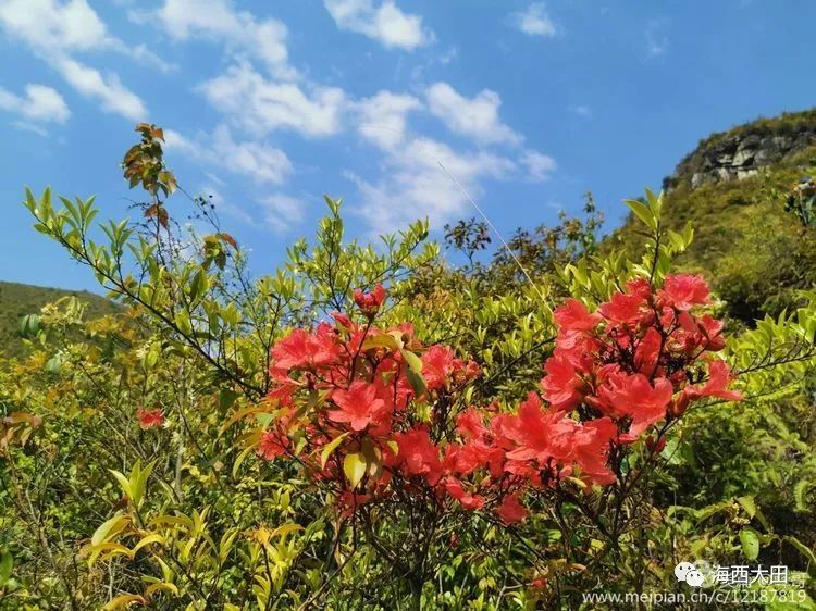 人间四月芳菲尽,三明的第一波杜鹃花这里先开为敬