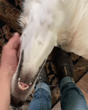 就是鼻子太长了,这卖萌的画面,也是略搞笑了点