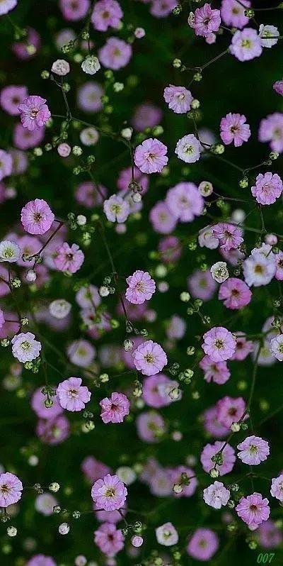 送你一束小花花!