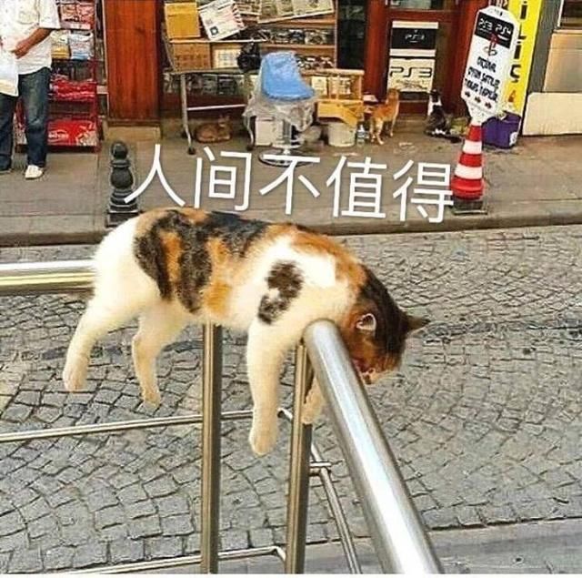 可爱搞笑萌宠,养宠知识趣闻,猫主子喵星人,铲屎官养猫,猫咪睡觉卖萌
