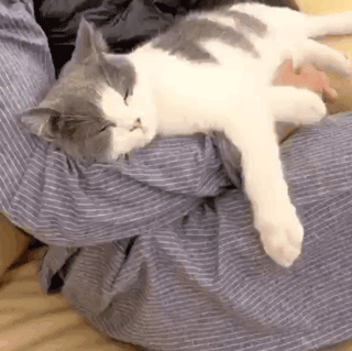 宠物,萌宠搞笑,猫