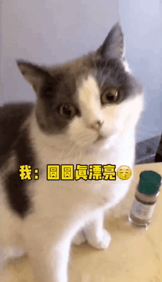宠物,萌宠搞笑,猫