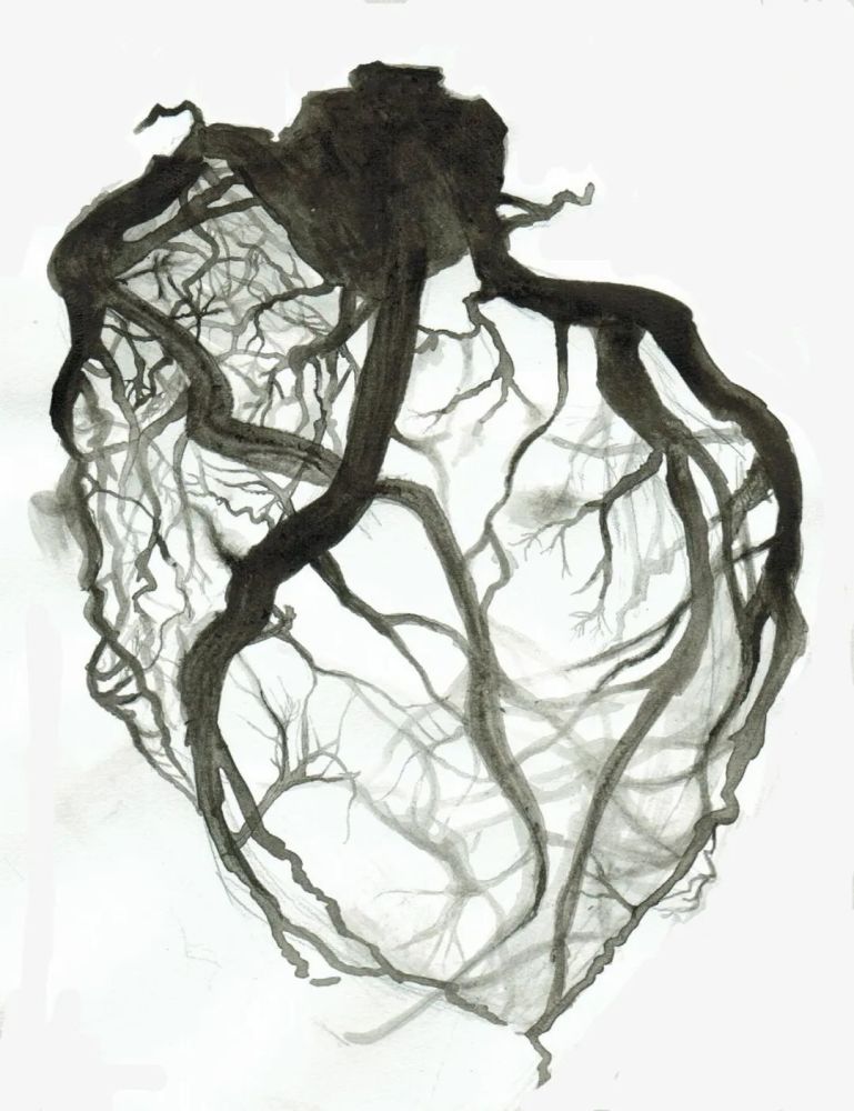 因为如果你将冠状动脉单独分离出来的话,它就像是一顶罩在心脏上面的