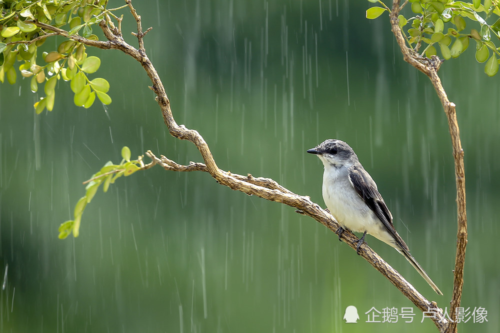 雨中的灰山椒小鸟,挺立在枝头