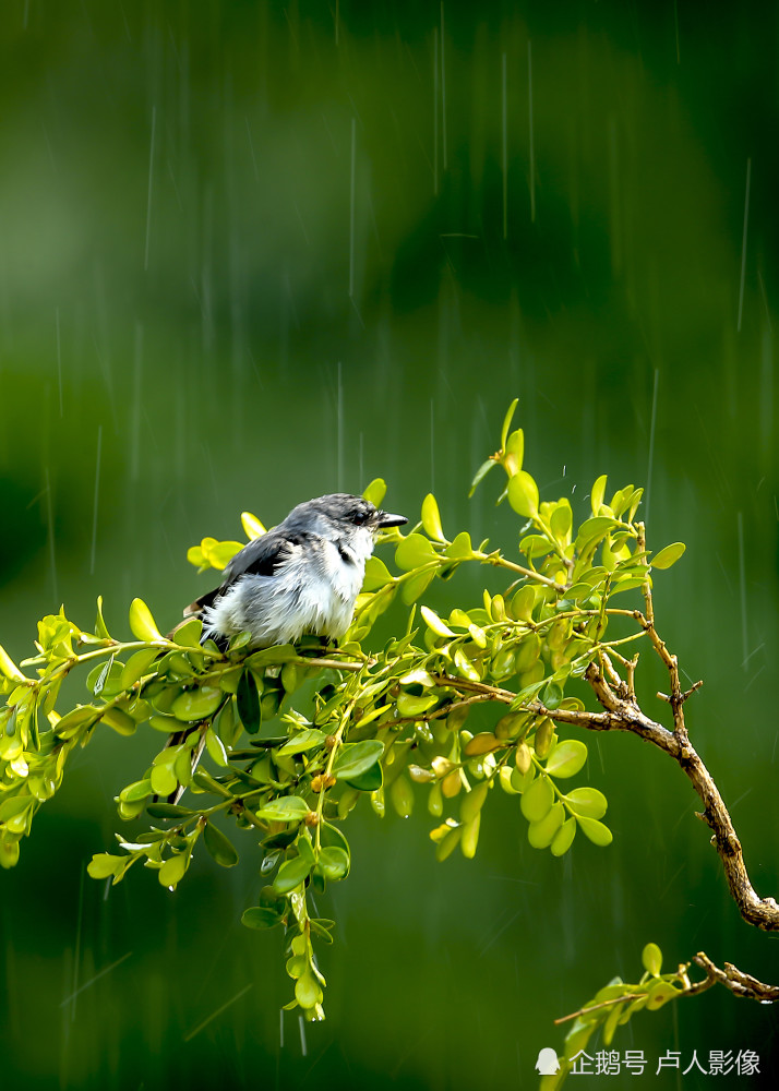 雨中的灰山椒小鸟,挺立在枝头