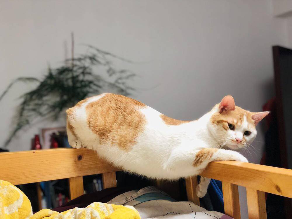 养猫之后,我变了!别人找对象vs我找对象……真相太扎心了!