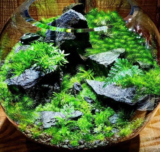 让人心动的苔藓微景观作品欣赏