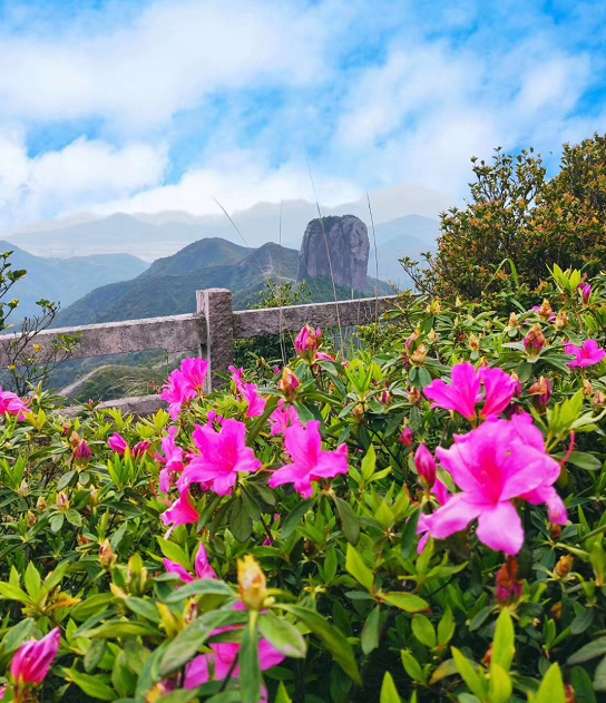杜鹃花,温岭,温岭方山,魔兽,春风