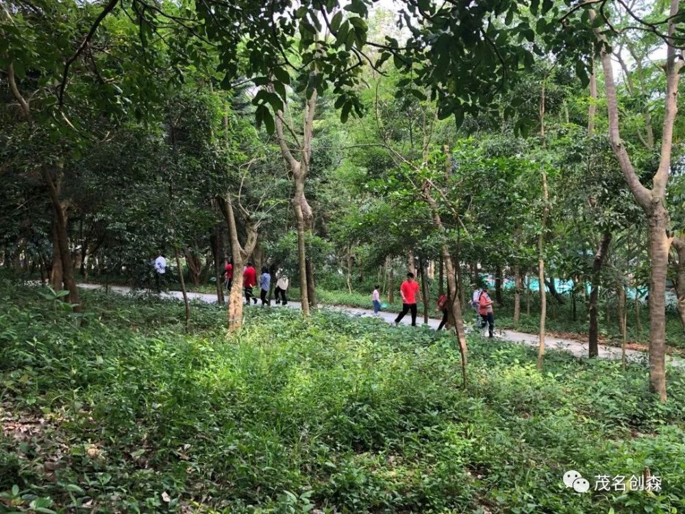 茂名建成广东首条森林公园自然体验示范步道