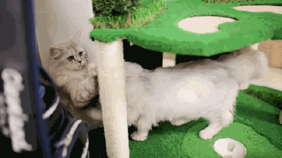 壁纸 动物 狗 狗狗 560_314 gif 动态图 动图