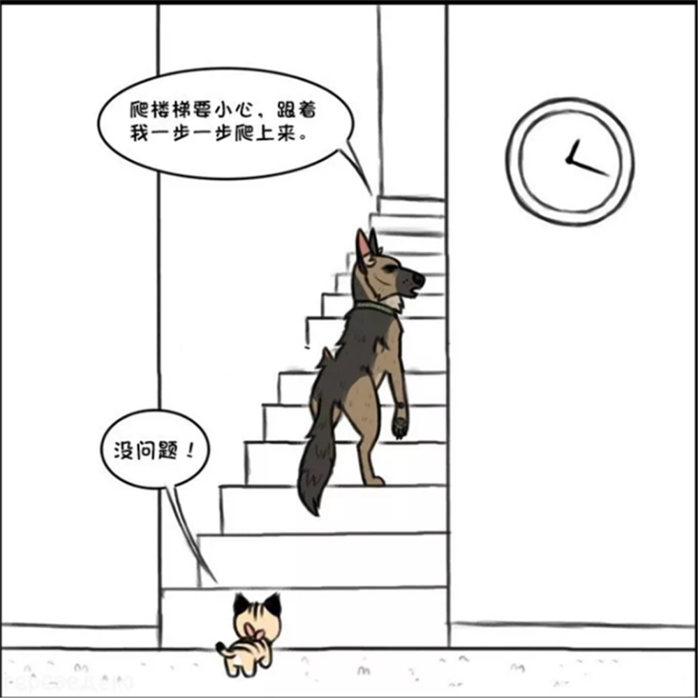 暖心漫画:军犬请小家猫到家里做客,小短腿爬楼梯很是费劲,军犬耐心