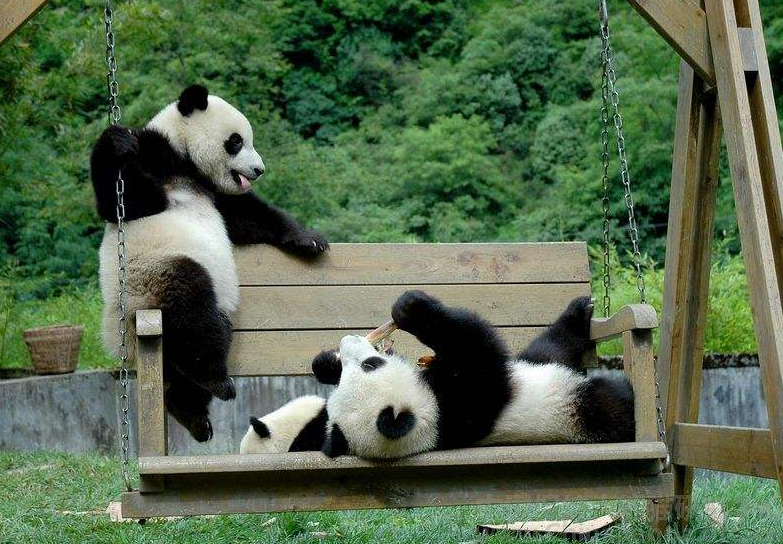 中国国宝大熊猫看似善良的外表,曾经却是王者?老虎狮子都怕它!