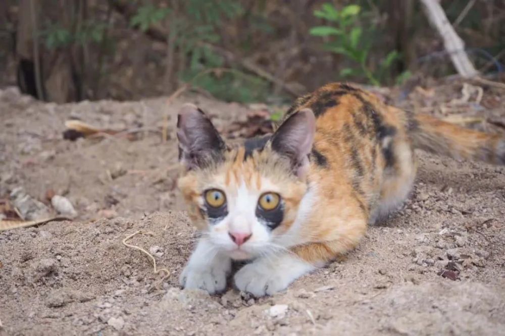 猫咪,流浪猫,狸花猫,橘猫,花猫