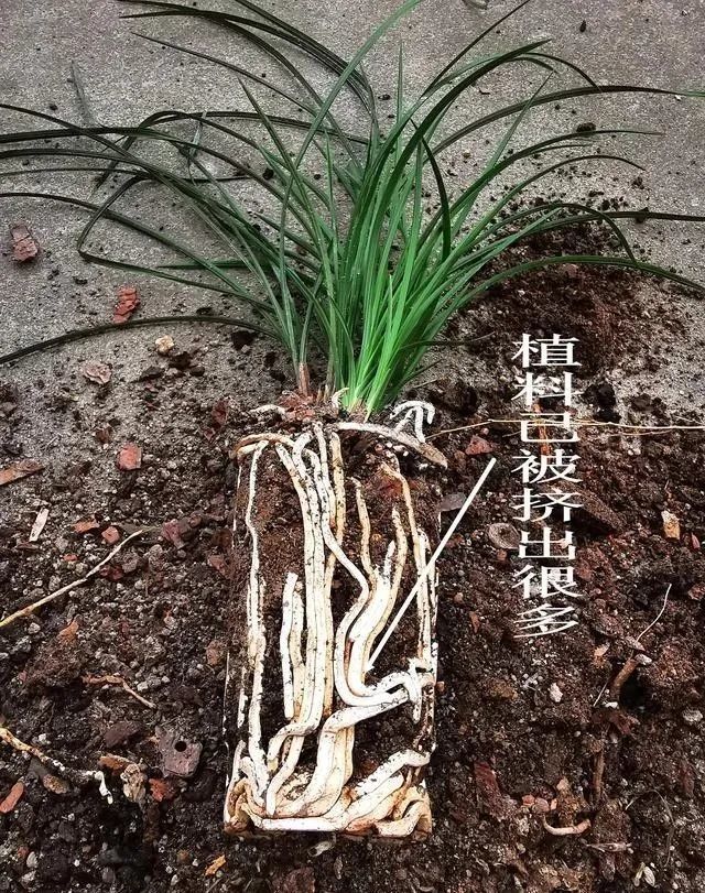 兰花,花卉,蕙兰,根系,芦头